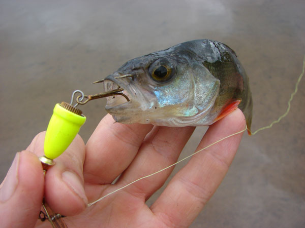 Action Series Long Bell 2