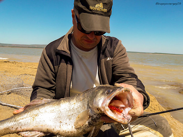 судак на кубанском водохранилище