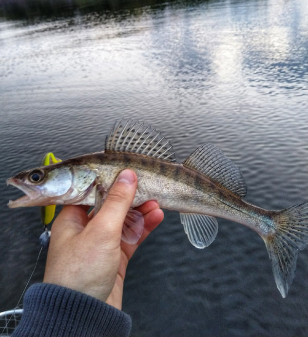 приманка Eatable Best Shad