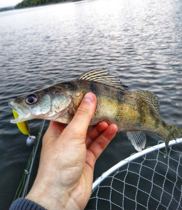 улов на Eatable Best Shad