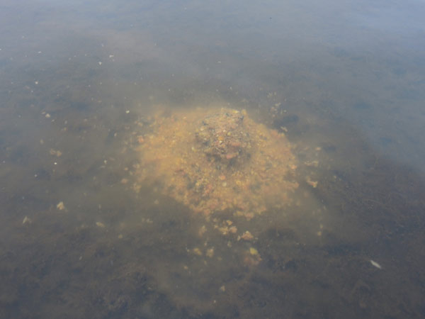 акара профи в воде 3
