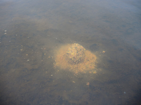 akara profi в воде 3