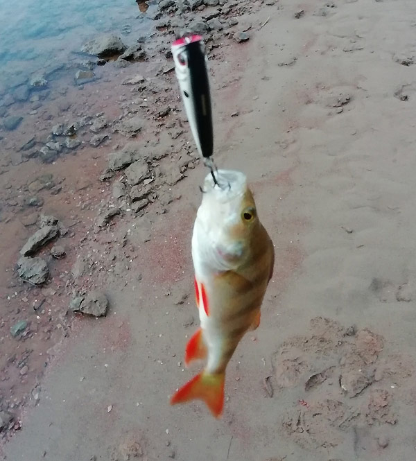 Sky Popper 65