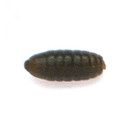 Куколка Akara A0,4 ( 40 шт.)